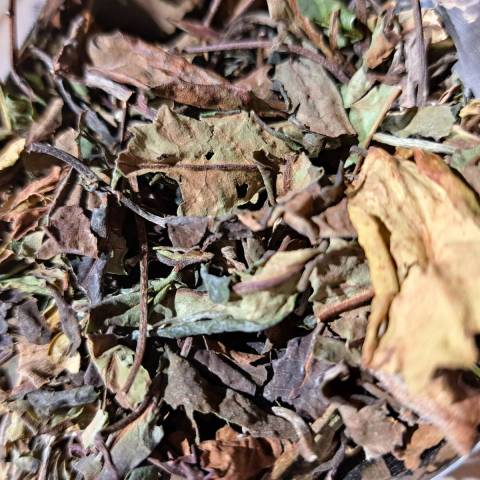 Th Blanc Bai Mu Dan