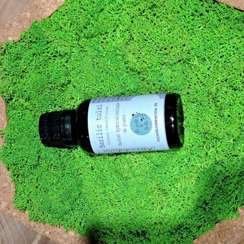 Basilic sacr ( Tulsi)