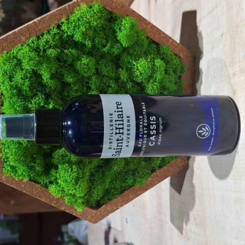 Cassis Hydrolat BIO